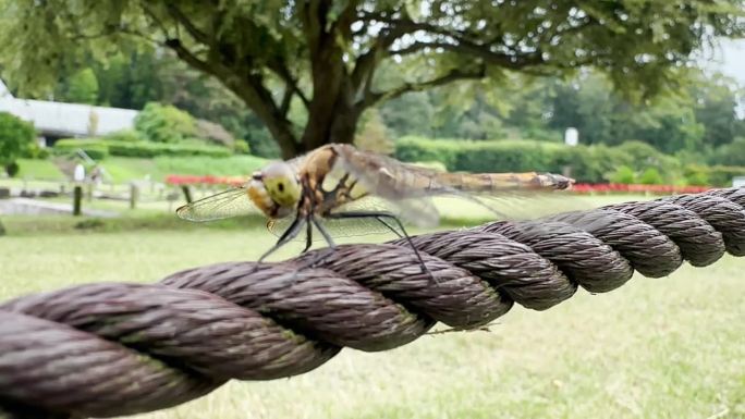 蜻蜓，靠近点。蜻蜓也被称为织补者，魔鬼的箭，或魔鬼的织补针，一种空中掠食性昆虫