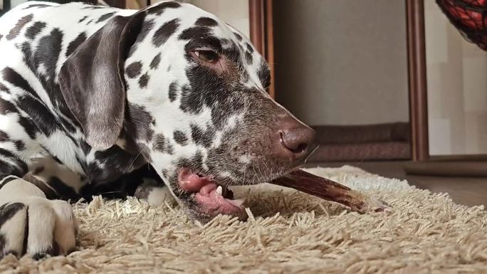 可爱的饿狗在室内啃骨头。可爱的斑点狗喜欢吃和玩骨头。孤独的狗躺在地毯上，嘴里叼着他的咀嚼玩具