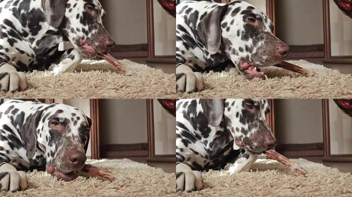 可爱的饿狗在室内啃骨头。可爱的斑点狗喜欢吃和玩骨头。孤独的狗躺在地毯上，嘴里叼着他的咀嚼玩具