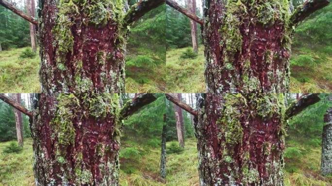 一棵树干在树林中间滴着雨水，这是一幅宁静的乡村景色