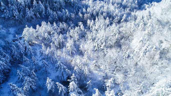 唯美意境大巴山雪山 雾淞  冰挂