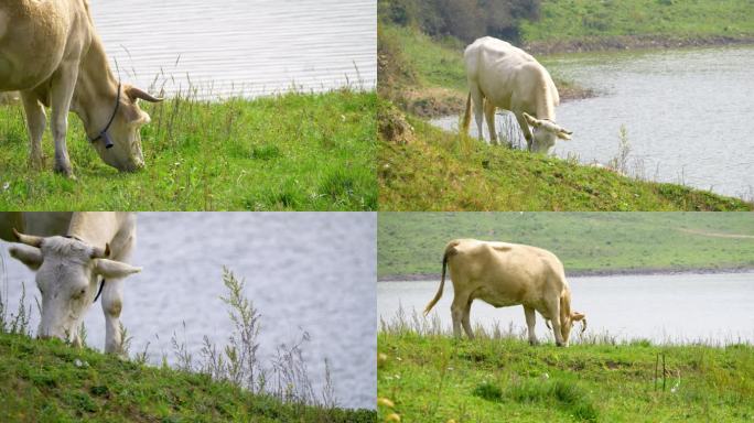 野外放牧放牛河边吃草原生态散养