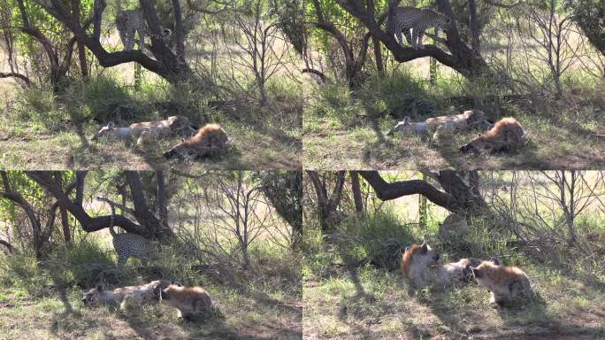 豹子悄悄地从树上爬下来，躺在鬣狗旁边。