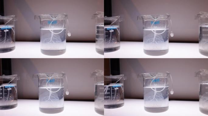 研究实验室玻璃溶液中的透明叶片