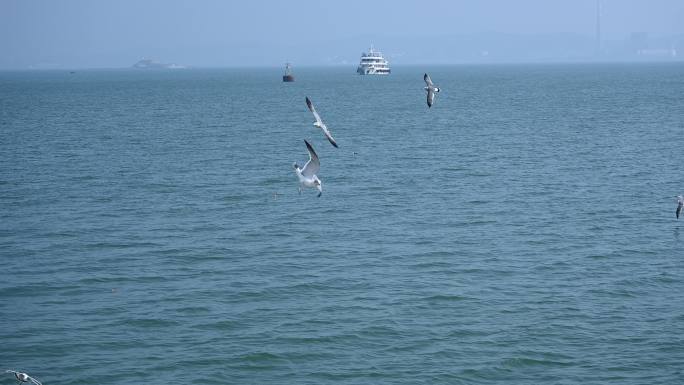 平静海面上海鸥和远处的客轮