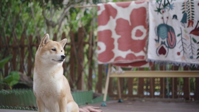 富人别墅庭院小狗柴犬张望