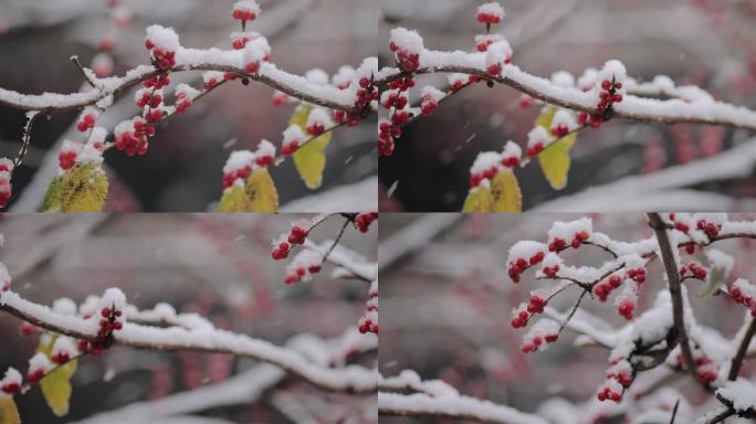 沈阳植物雪景