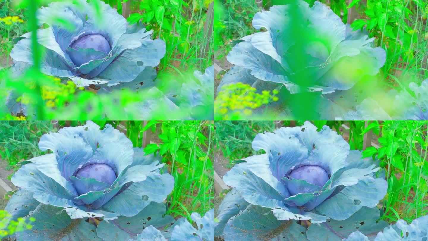 种植红卷心菜的家庭花园。密密麻麻的白菜头，流畅的镜头运动