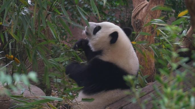 大熊猫吃竹子