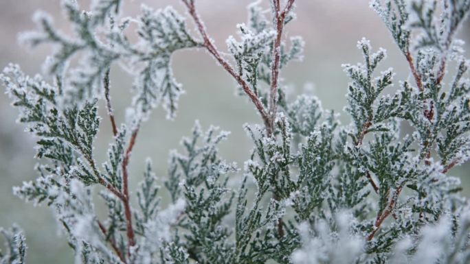 结霜的柏树树枝美丽的冬天背景。特写微距。圣诞节的时间。雪杜松背景。冰封森林特写。冬天的本性。高质量的