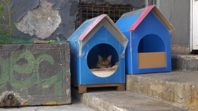 白天伊斯坦布尔市著名的猫屋街景4k土耳其