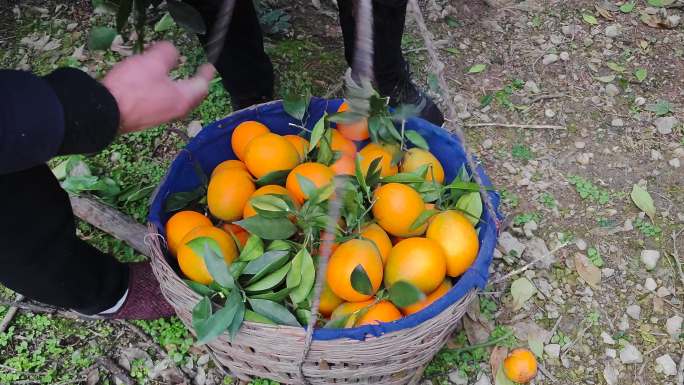 水果橙子采摘封装实拍素材