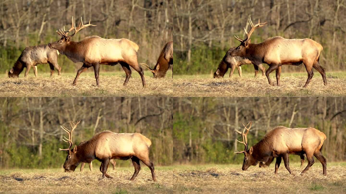一头长着大鹿角的公麋鹿在金色的暮色中漫步穿过他的后宫，在山谷里吃草。