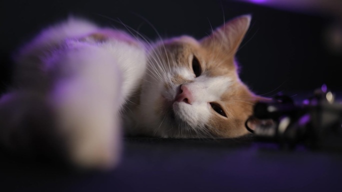 特写镜头。一只红白相间的猫睡在录音设备旁边的沙发上。可爱的小猫脸