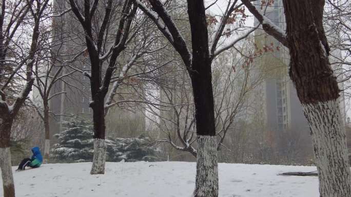 雪花纷飞冬天下雪雪中松树寒冷凄凉下雪天