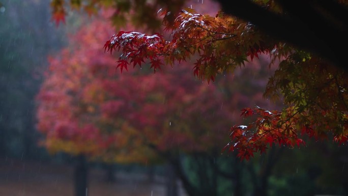 雨落在红红的枫叶上，雨点落下，惬意的雨声和秋色，ASMR