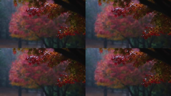 雨落在红红的枫叶上，雨点落下，惬意的雨声和秋色，ASMR