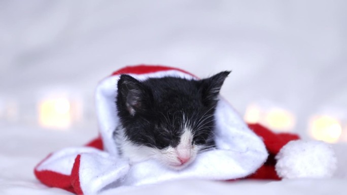 可爱的小猫睡在红色的圣诞帽在灯笼的背景下，概念的圣诞假期与宠物