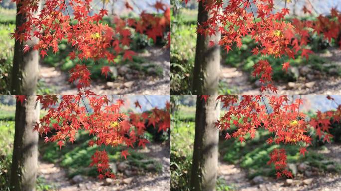 秋天唯美红叶红枫随风飘动慢镜头