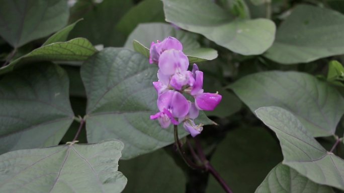 扁豆开花蔬菜食材