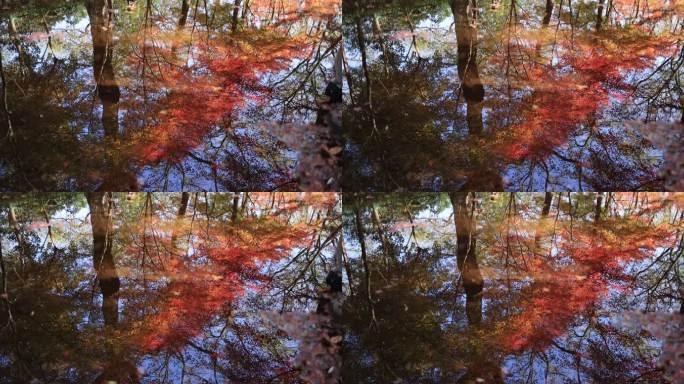 红叶红枫倒映在水里唯美秋天