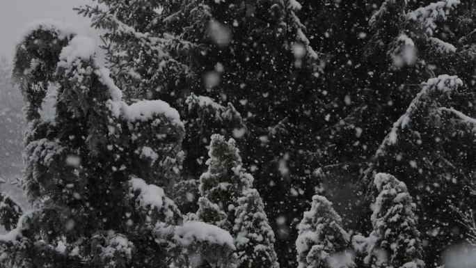 平静的飘落的雪花冬天。美丽的冬季雪景。迷人的冬天在森林里，雪落在树上。降雪背景下的松树。雪花飘落的慢