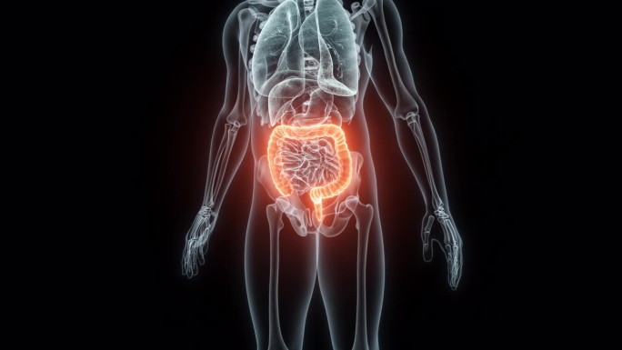 人体肠道的3D医学动画。大脑的x光片