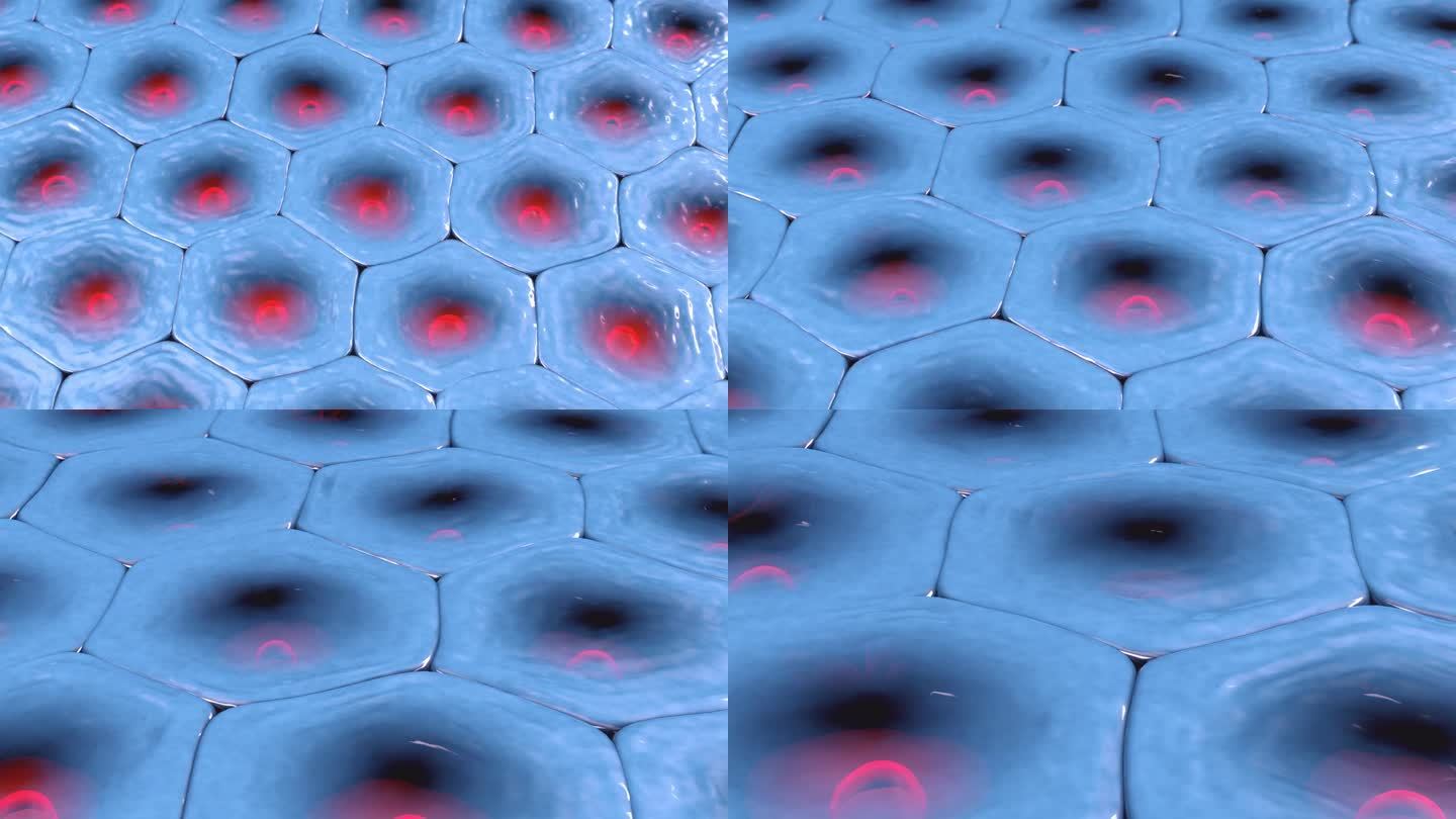 淡入带有红色细胞核的六角形细胞的细胞图案