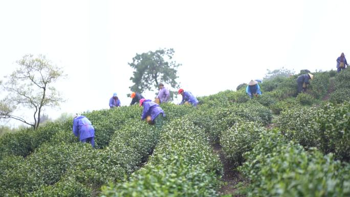 茶叶 采茶 茶山  茶园 茶人 采茶空镜