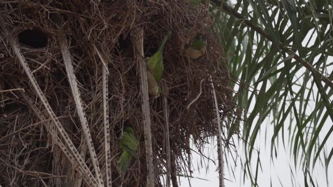 僧侣长尾小鹦鹉的繁殖地，Myiopsitta monachus，也叫贵格鹦鹉，它们在巴西潘塔纳尔湿地
