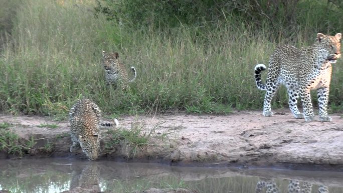 一只带着幼崽的母豹慢慢地靠近水坑喝水。