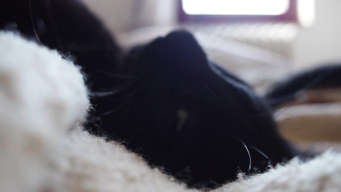 散焦黑猫睡觉，仰卧着，闭上眼睛。纽林懒洋洋地躺在家里的米棕色毛毯上。宠物护理。猫长胡须的口鼻特写。饲
