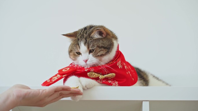 人们和宠物的活动理念是苏格兰猫穿着中国传统的衣服，从主人那里拿金