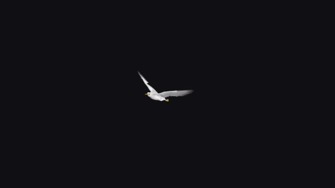 白海鸥鸟-飞越屏幕- III -阿尔法频道