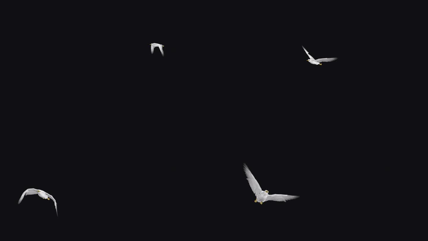 白海鸥鸟-飞越屏幕- III -阿尔法频道