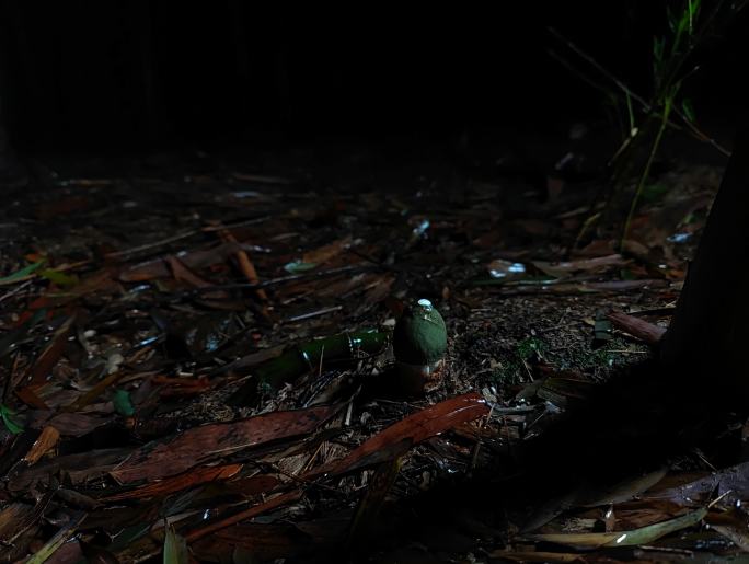 竹荪夜间破土生长全过程延时