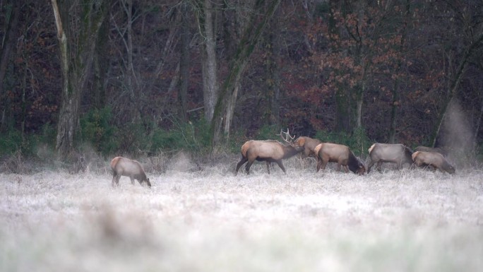 在一个寒冷的早晨，一头公麋鹿穿过一群麋鹿，嗅着空气，检查是否有奶牛准备交配。