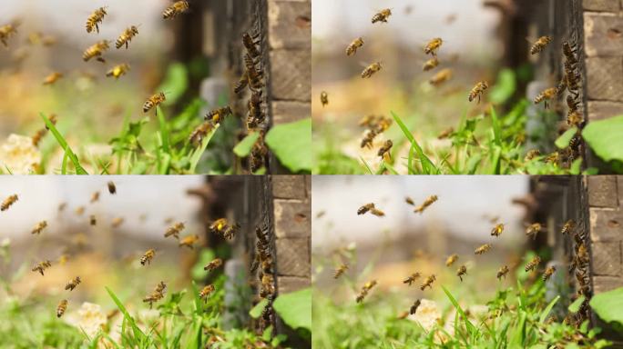 春天田野蜜蜂飞舞慢镜头