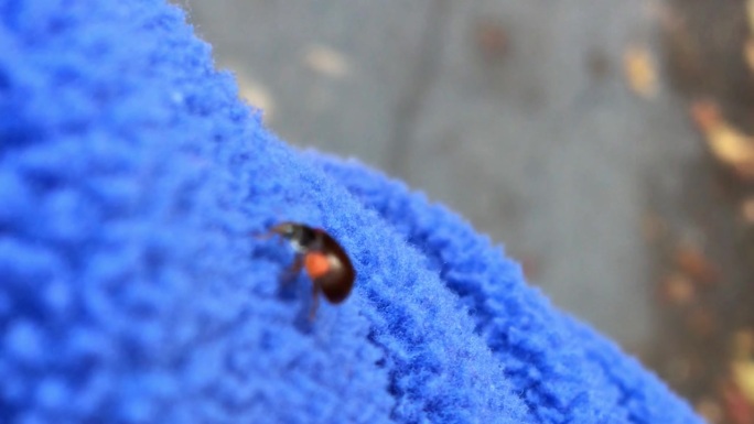 一只甲虫在夹克上爬