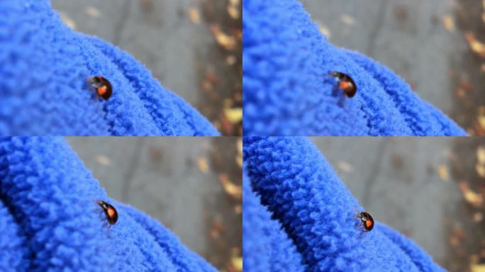 一只甲虫在夹克上爬