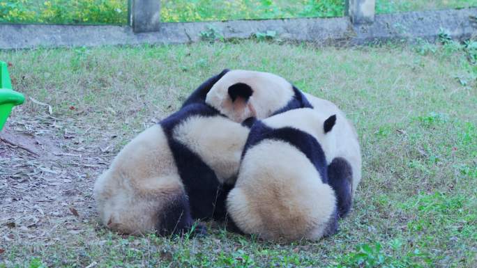 动物园大熊猫打架