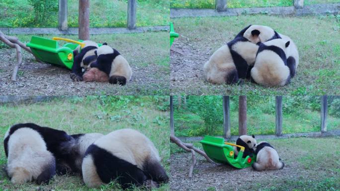 动物园大熊猫打架