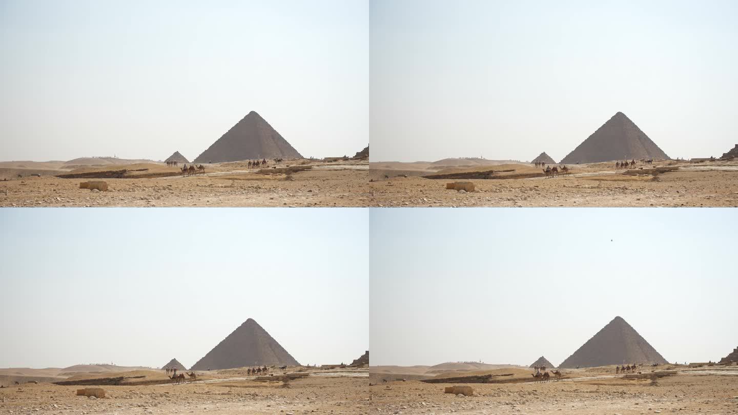 贝都因人骑着骆驼在埃及吉萨金字塔上观光。开罗,埃及。古代神秘的世界奇观