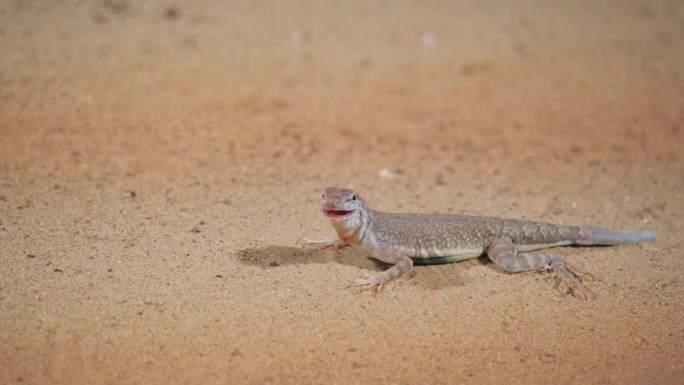 沙漠里的蜥蜴在沙地上，特写