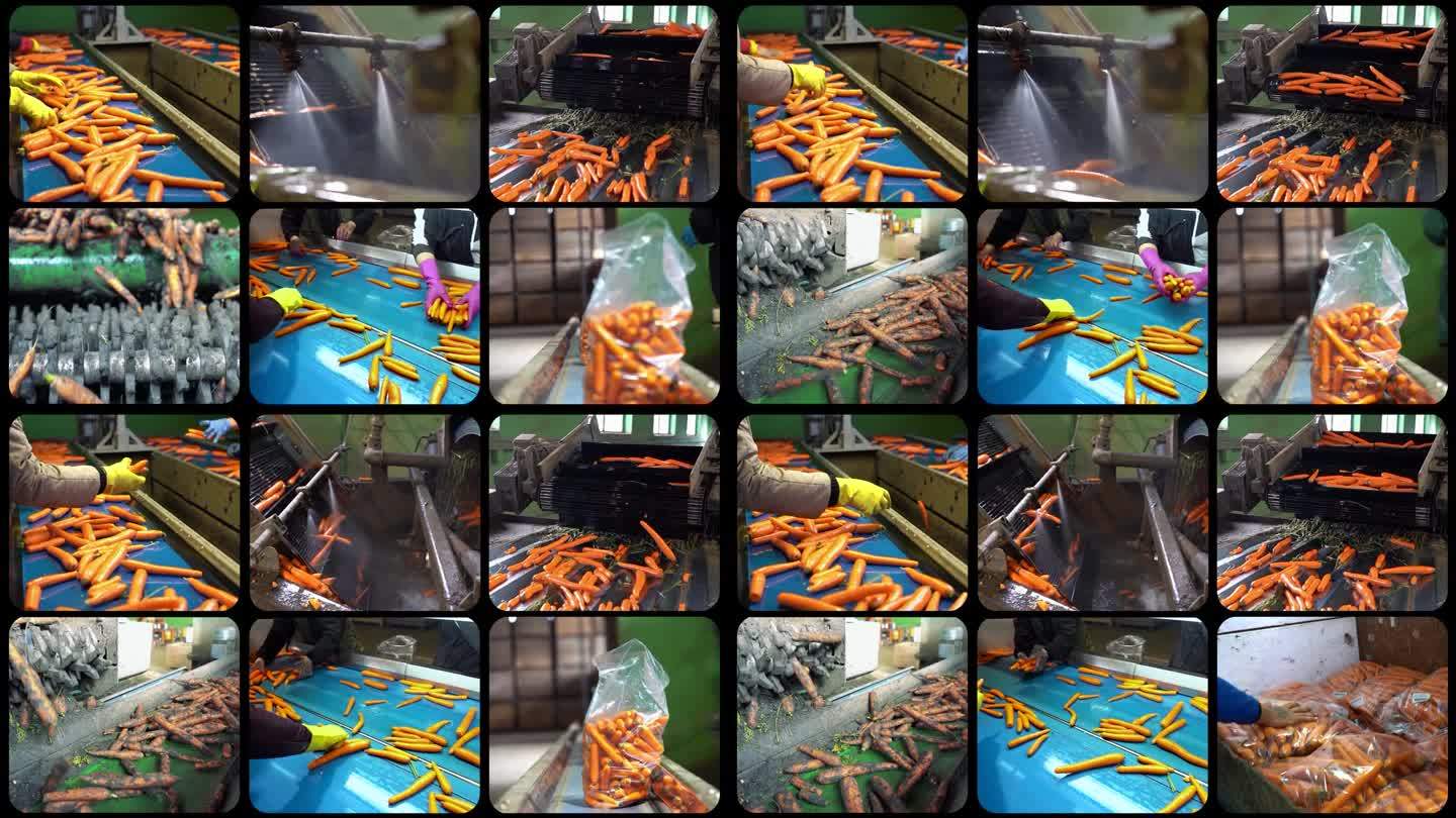 胡萝卜加工和包装在包装工厂-多屏幕视频蒙太奇
