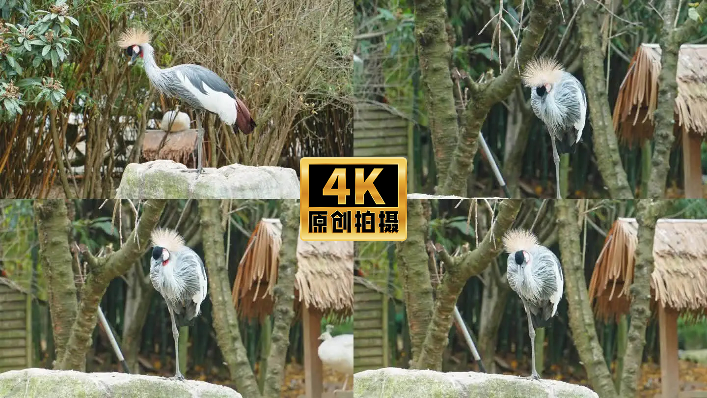 4K实拍动物冠鹤鸟类