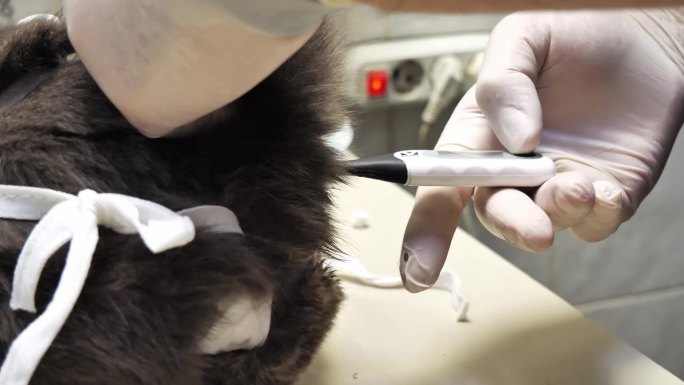 兽医用体温计量猫的直肠体温。在兽医诊所预约时，医生会用体温计量猫的体温。