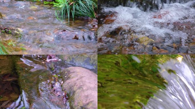 杭州植物园小溪流水风景视频素材909