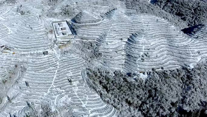 雪中茶山