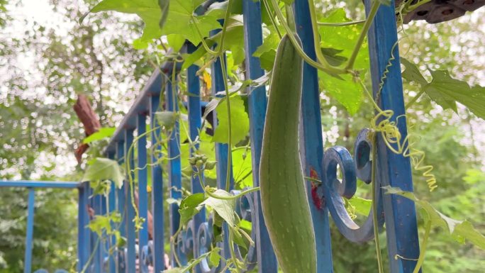 海绵葫芦花植物黄瓜用来洗碗或身体在浴室自然纹理生长在后院在潮湿的农村村庄气候森林景观在城镇伊朗家庭生